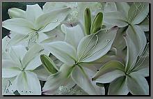 Lilies - oil, canvas