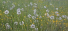 Dandelions - oil, canvas