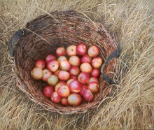 Basket With Apples - tempera, canvas