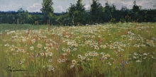 Chamomile Field - oil, canvas