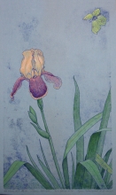Iris - etching, watercolors, toned paper