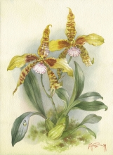 Orchidaceae Dendrobuim grande - watercolors, paper