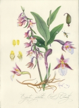 Epipactis palustris L. Crantz - watercolors, paper