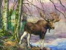Moose - watercolors, paper