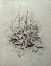 Plantago And Wild Strawberry Leaves - pencil, paper