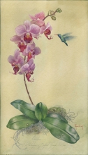 Orchidaceae Phalaenopsis Bedford Grumpy - watercolor, paper