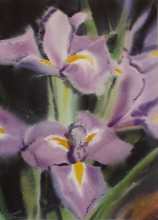 Irises - watercolors, paper